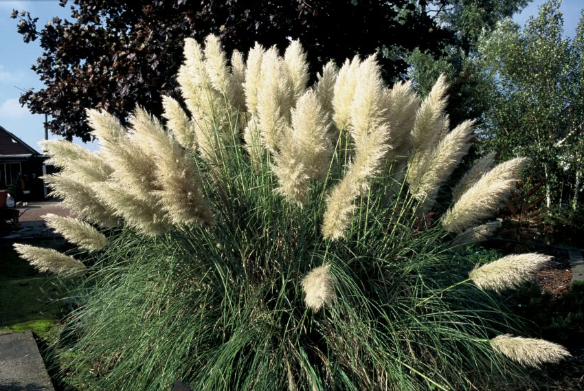 Kortaderia pampasowa (Cortaderia  selloana),...