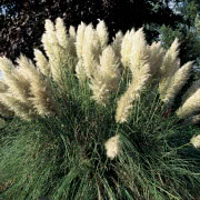 Trawy ozdobne w ogrodzie, fot. Małgorzata Wójcik