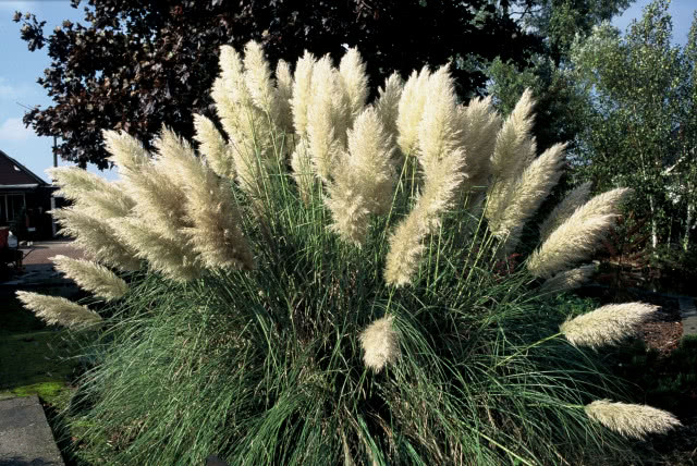 Trawa pampasowa w Polsce