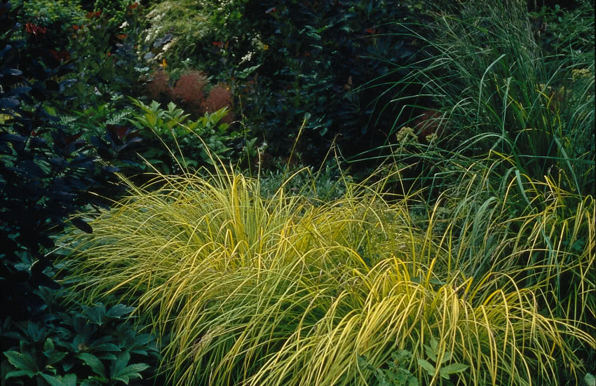Turzyca sztywna (Carex elata) 'Aurea', fot. iVerde