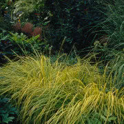 Trawy ozdobne w ogrodzie, fot. Małgorzata Wójcik