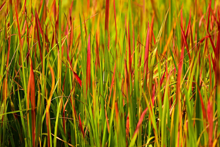 Imperata cylindryczna (Imperata cylindica) 'Red...
