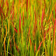 Trawy ozdobne w ogrodzie, fot. Małgorzata Wójcik