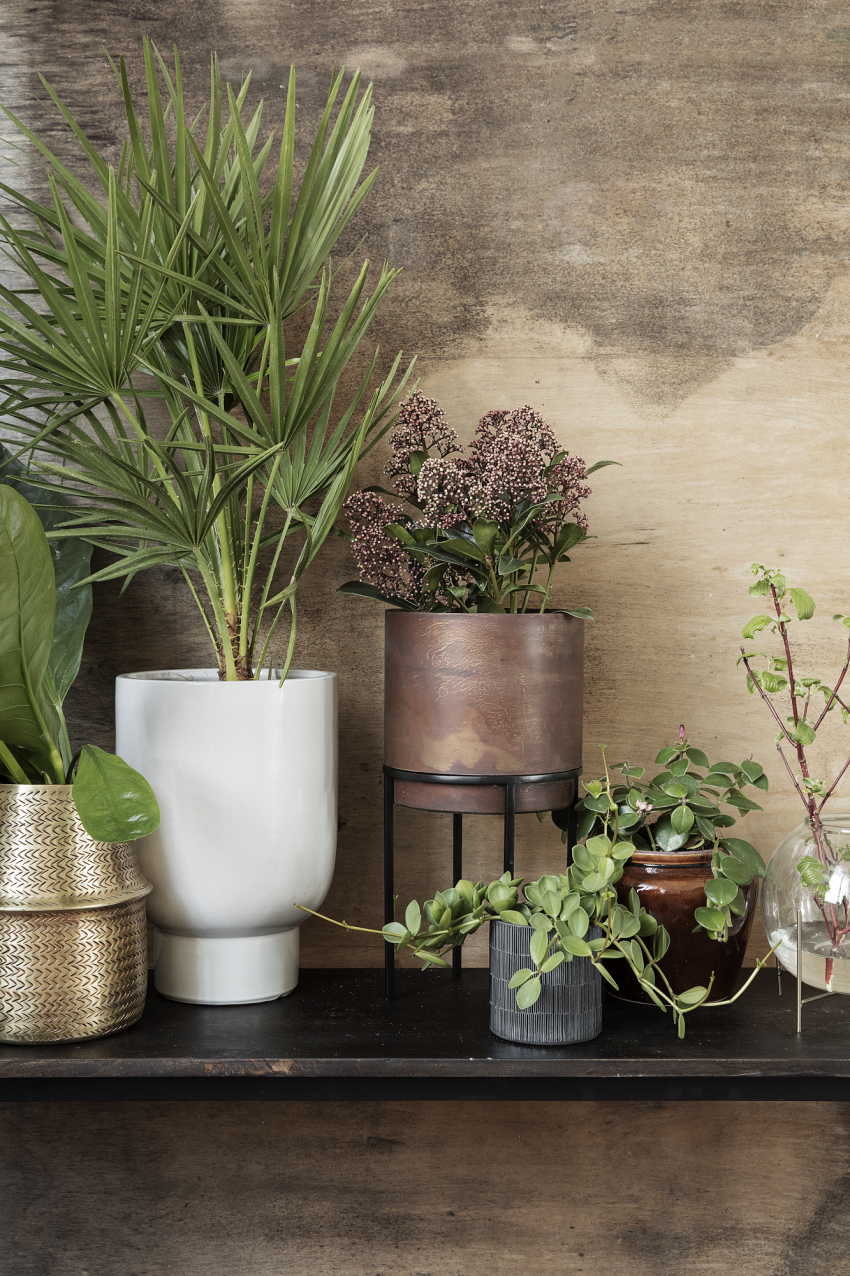 Wybierając zielone rośliny, zaszalejmy z...