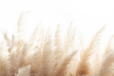 Trawy ozdobne w ogrodzie