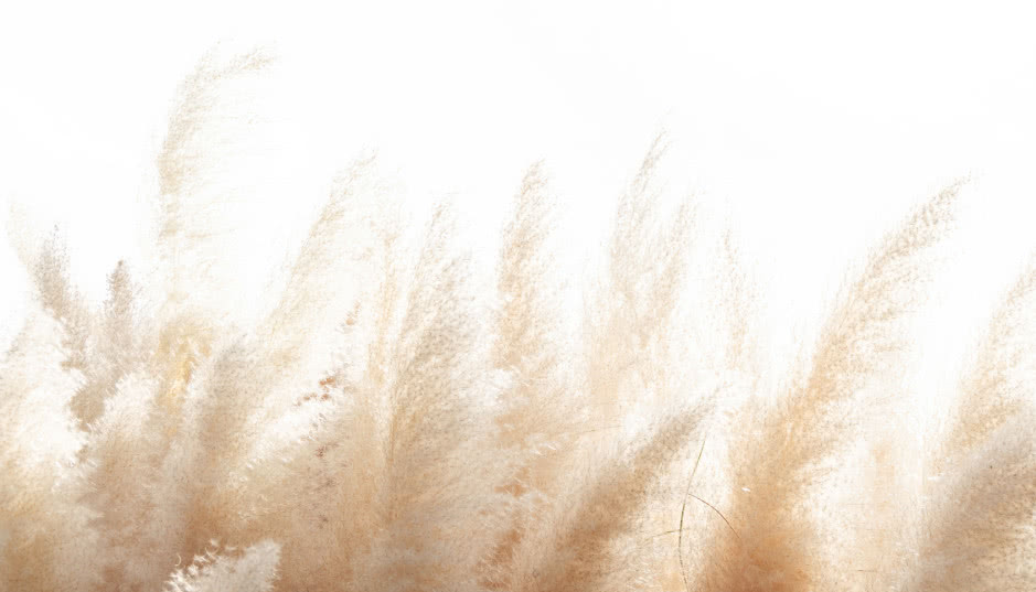 Trawy ozdobne w ogrodzie