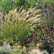 Trawy ozdobne w ogrodzie, fot. Małgorzata Wójcik