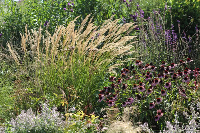 Trawy ozdobne w ogrodzie