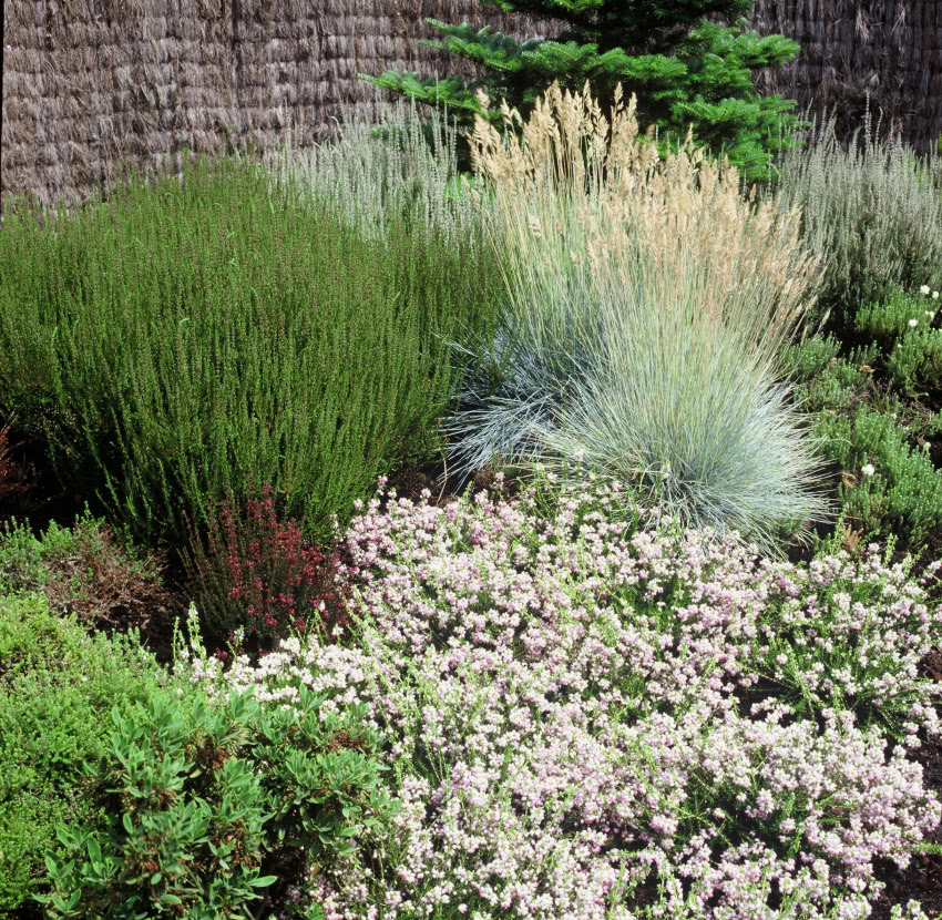Kostrzewa (Festuca), fot. iVerde