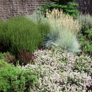 Trawy ozdobne w ogrodzie, fot. Małgorzata Wójcik