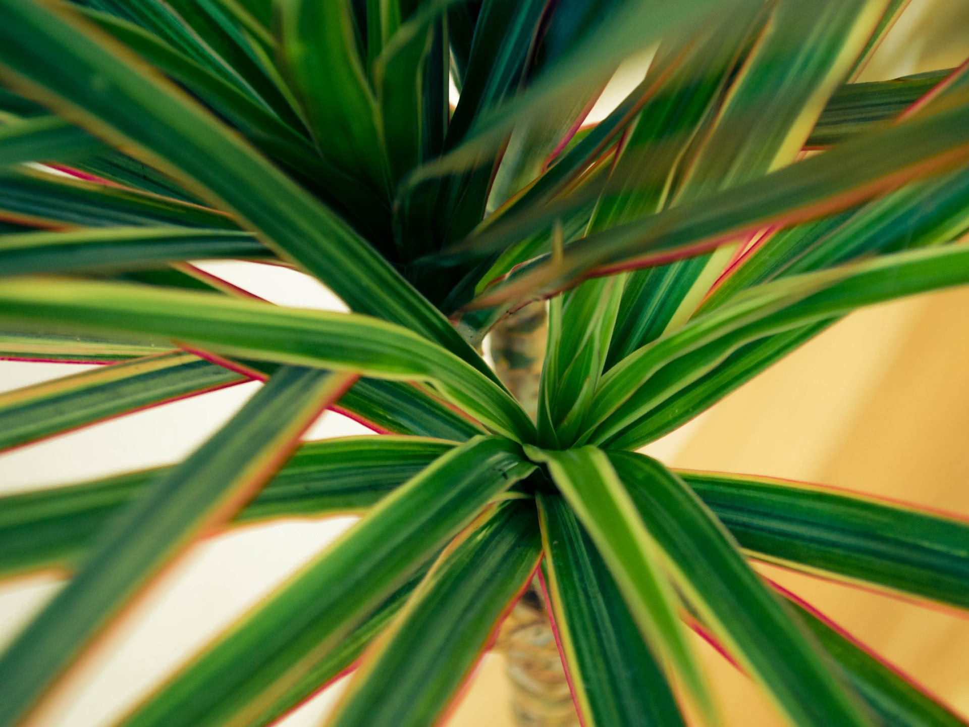 Dracena obrzeona - jak j uprawia i pielgnowa? | CzasNaWntrze
