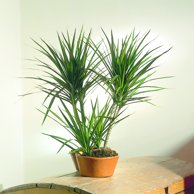 Dracena Marginata