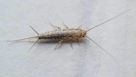 Rybik cukrowy - czy jest groźny dla człowieka? Jak się go pozbyć z mieszkania?