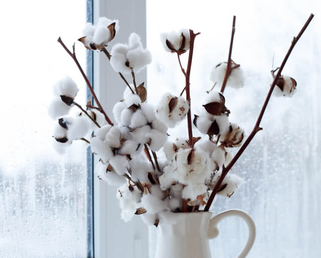 suszona bawełna w wazonie