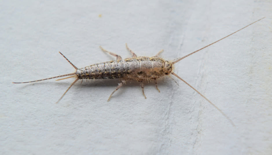 Rybik cukrowy - czy jest groźny dla człowieka? Jak się go pozbyć z mieszkania?