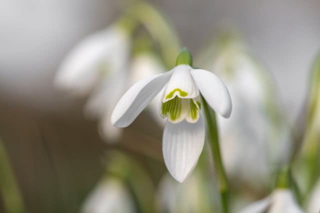 przebiśniegi czasnawnetrze