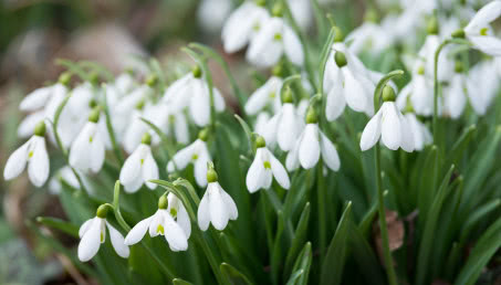 Kiedy kwitną pierwsze przebiśniegi? Zwiastuny wiosny w ogrodzie