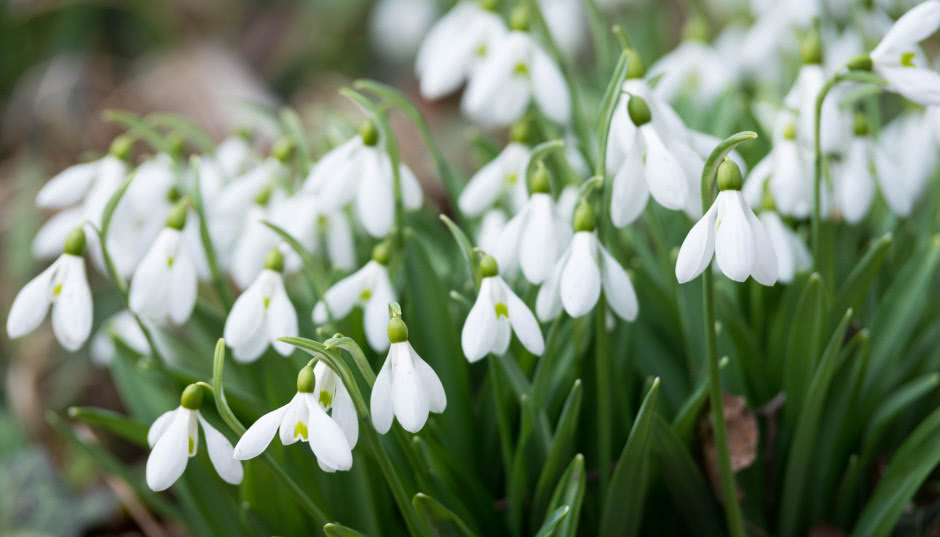 Kiedy kwitną pierwsze przebiśniegi? Zwiastuny wiosny w ogrodzie