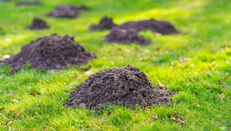 Skuteczne sposoby na zwalczanie kreta w ogrodzie