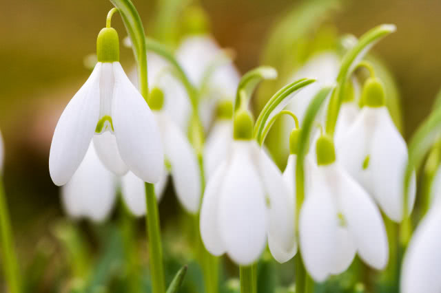 przebiśniegi czasnawnetrze