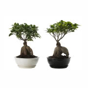 Bonsai Ficus Microcarpa Ginseng