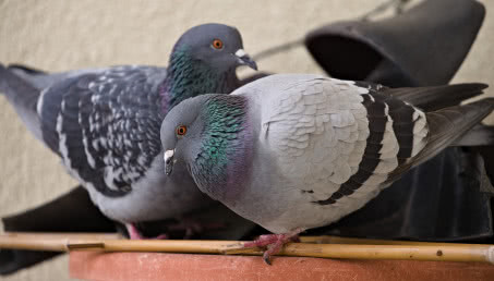 Gołębie tego nie cierpią. Wystarczy woda z jednym składnikiem, a będą się trzymać z daleka