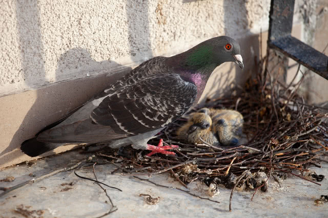 gołąb z małymi pisklakami w gnieździe na balkonie