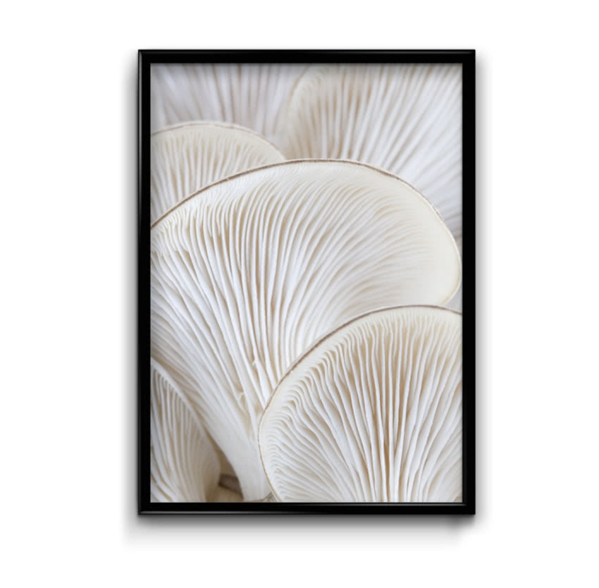 Plakat Boczniaki, Bury Lis, PAKAMERA, od 29 zł