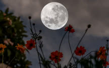 Kalendarz księżycowy ogrodnika 2023 - jakie prace wykonywać miesiąc po miesiącu?