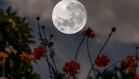 Kalendarz księżycowy ogrodnika 2024 - jakie prace wykonywać miesiąc po miesiącu?