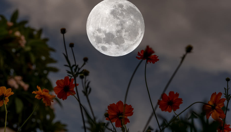 Kalendarz księżycowy ogrodnika 2024 - jakie prace wykonywać miesiąc po miesiącu?