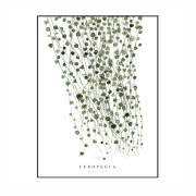 Plakat Ceropegia, Margo Hupert