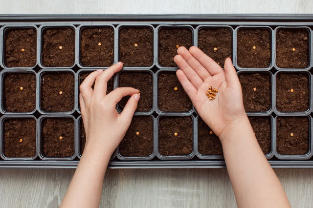 sianie nasion do ziemi