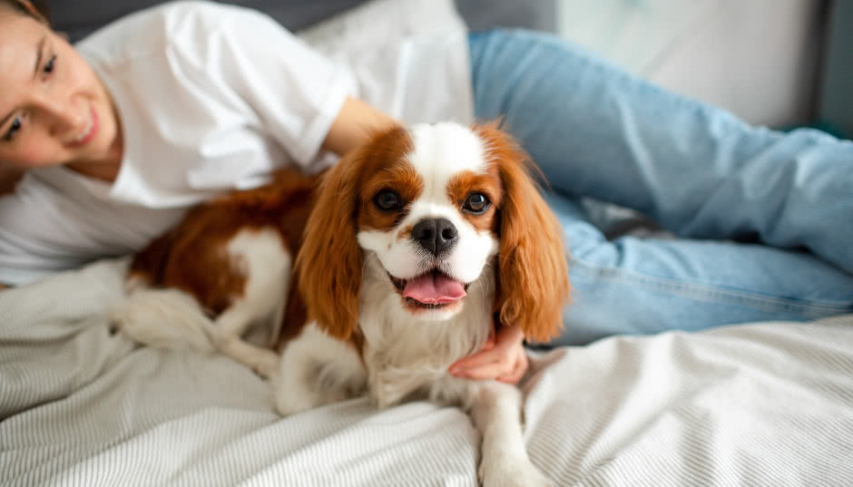 10 ras psów, które idealnie nadadzą się do mieszkania w bloku!