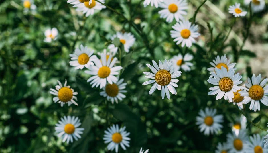 Rumianek - uprawa w ogrodzie i na balkonie