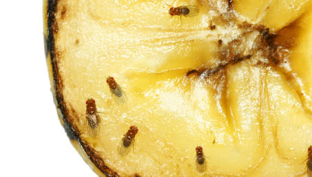 Muszki owocówki - skąd się biorą i jak się ich pozbyć?