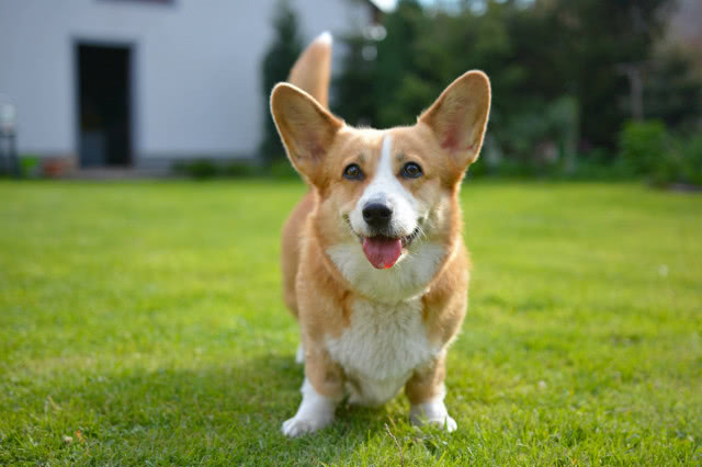 Corgi