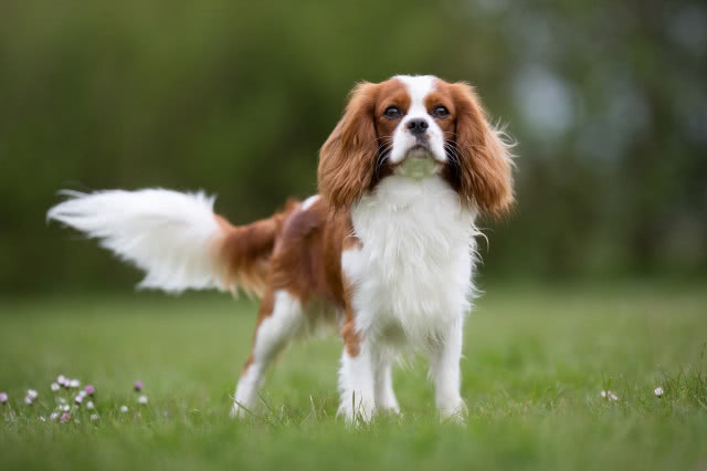 Cavalier King Charles Spaniel 
