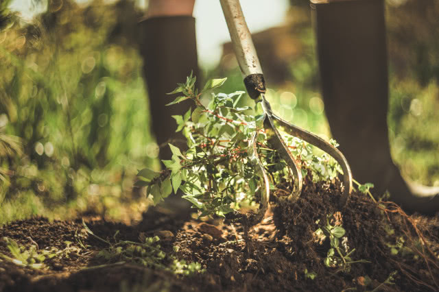 Kultywator 3-zębny Xact