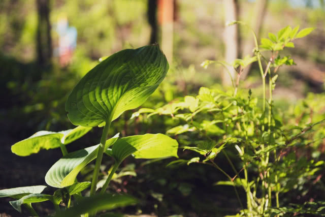 Vialo - gdańskie osiedle w stylu hygge