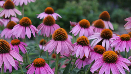 Uprawa jeżówki w ogrodzie - stanowisko, wymagania, sadzonki