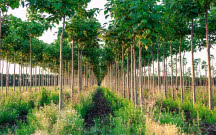 Czy warto zasadzić drzewo tlenowe? Czy przyjmie się w polskich warunkach?