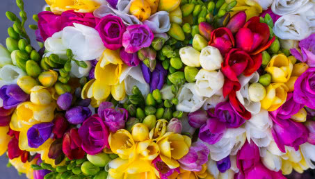 Zachwyca zapachem i kolorami! Frezja - jak ją pielęgnować i sadzić?