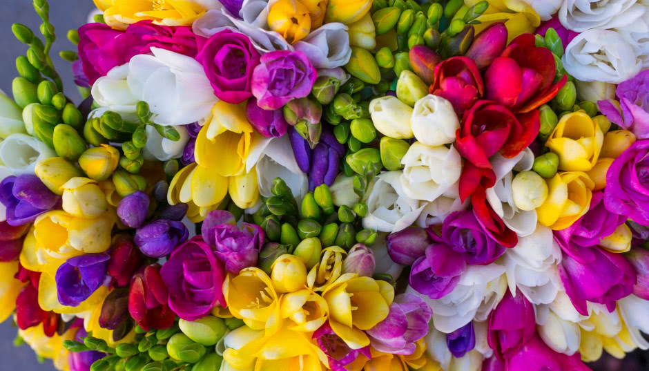 Zachwyca zapachem i kolorami! Frezja - jak ją pielęgnować i sadzić?