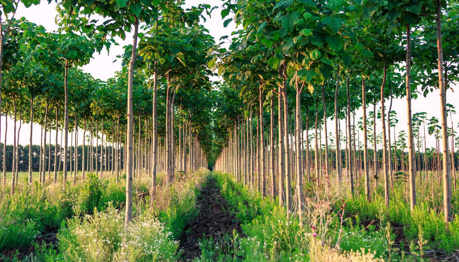 Czy warto zasadzić drzewo tlenowe? Czy przyjmie się w polskich warunkach?