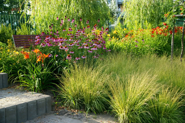 jeżówka w ogrodzie