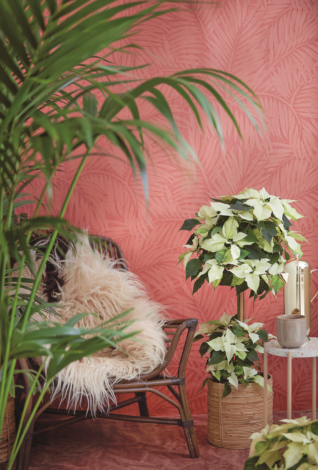 Biała gwiazda betlejemska