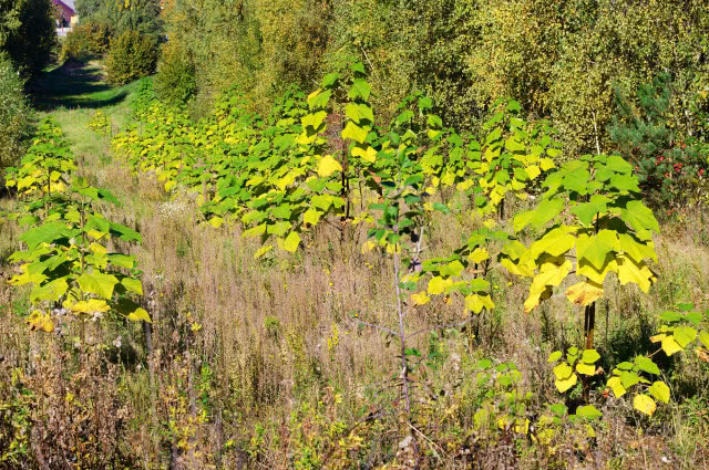 drzewo tlenowe plantacja