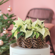 W tym roku najmodniejsze
są odmiany żółte,...