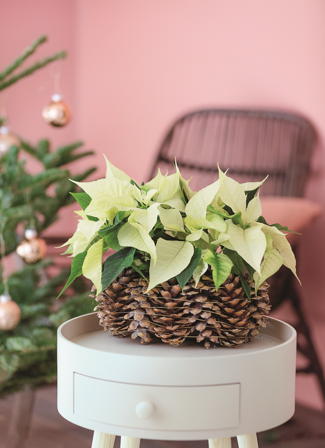 Kremowa gwiazda betlejemska